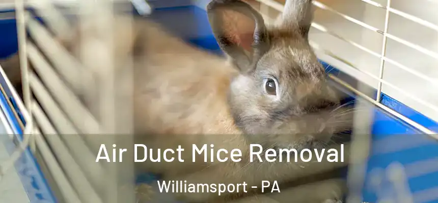  Air Duct Mice Removal Williamsport - PA